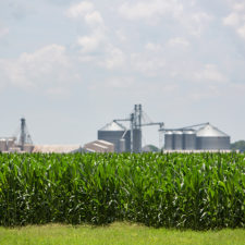 Corn Field and Silos in Mer Rouge, Louisiana